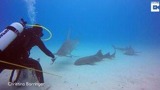Поздоровались с акулами - смотреть видео (1:23)