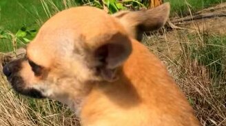 Взяли собачонку полетать - смотреть видео (0:32)