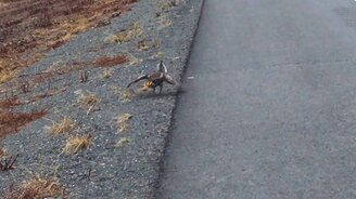 Танец острохвостого тетерева - смотреть видео (0:25)