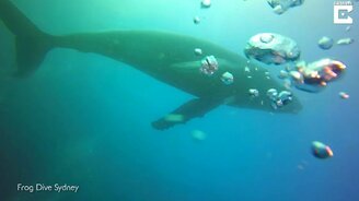 Кит поздоровался с дайверами - смотреть видео (0:45)