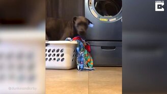 Умная дворняжка-помощница - смотреть видео (1:14)