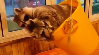 Еноты в горшке - смотреть видео (0:26)