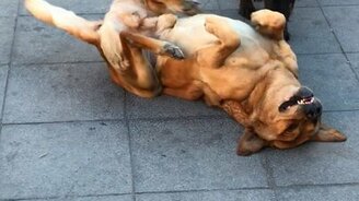 Собачьи танцы к верху ногами - смотреть видео (1:55)