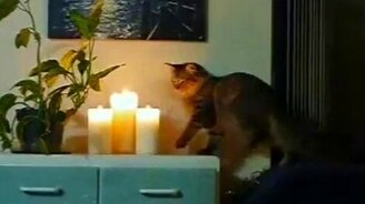 Кот тушит свечи - смотреть видео (1:58)