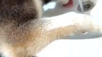 Хаски замучила жажда - смотреть видео (0:17)