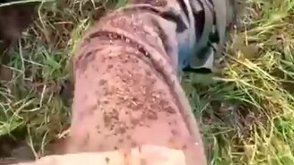 Якутские комары - смотреть видео (1:00)