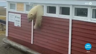 Белый медведь выбирается со склада - смотреть видео (0:30)