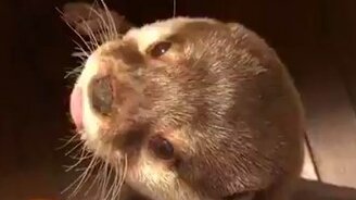 Когда выдра очень голодна - смотреть видео (0:35)