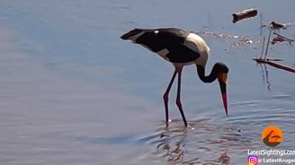 Аист выудил змею - смотреть видео (1:27)