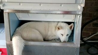 Как охладить свою тушу - смотреть видео (0:35)