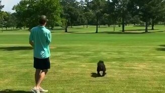 Верный помощник гольфиста - смотреть видео (0:36)