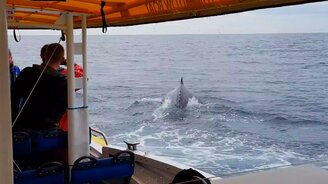 Китёнок развлёк лодочников - смотреть видео (0:30)