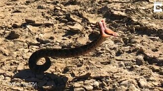 Замедленная атака змеи - смотреть видео (0:50)