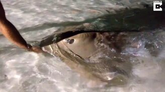 Пообщались со скатами с берега - смотреть видео (1:32)