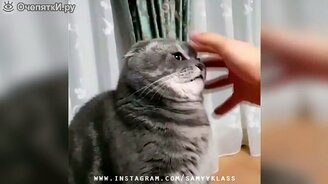 Сборка увлекательного и смешного - смотреть видео (6:41)