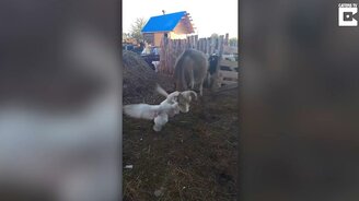 Бойня за картошку - смотреть видео (0:28)