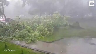 Ветер валит дерево - смотреть видео (0:30)