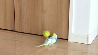 Попугай-эквилибрист и его шарик - смотреть видео (1:11)