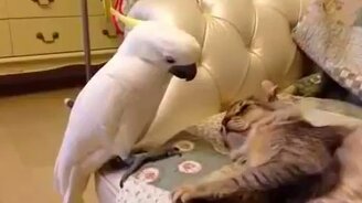 Попугай против кота - смотреть видео (1:04)