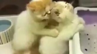 Котёнок-массажист - смотреть видео (0:15)