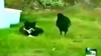 Дружба кота и ворона - смотреть видео (2:30)