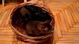Битва с корзинкой - смотреть видео (1:03)