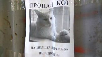 Иллюзия с объявлением о пропавшем коте - смотреть видео (0:21)