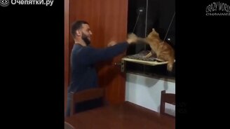 Яркие кошачьи приколы - смотреть видео (5:40)