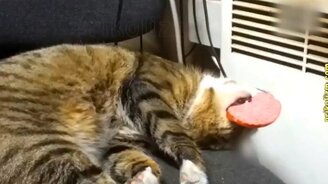 Неуёмные приколы с кошками - смотреть видео (13:04)