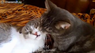 Десять минут приколов с кошками - смотреть видео (10:26)