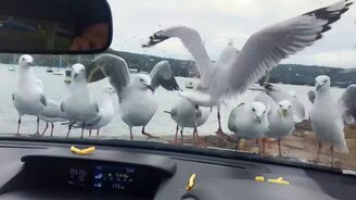 Чайки на капоте и еда внутри авто - смотреть видео (0:29)