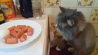 Когда кот и собака заодно - смотреть видео (1:54)