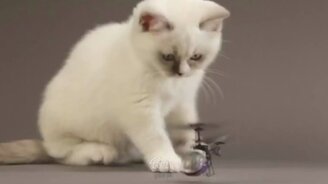 Смешные кошки, котята, коты - смотреть видео (10:26)