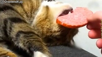 Когда кошки и коты веселят - смотреть видео (13:04)