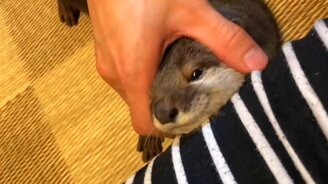 Массаж для выдры - смотреть видео (1:27)