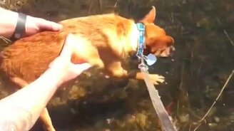 Когда собака не согласна с вами - смотреть видео (3:03)