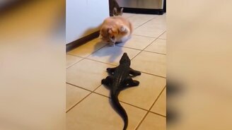 Чудные курьёзы с кошками - смотреть видео (8:10)