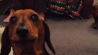 Такса выражает любовь к пицце - смотреть видео (0:49)