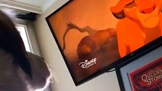 Собаку трогает мультик - смотреть видео (0:25)