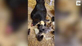 Спрятались под мамку - смотреть видео (0:36)