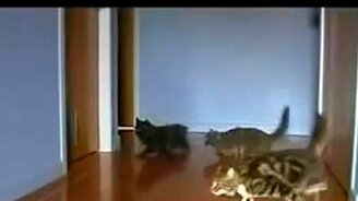 Дрифтинг котов - смотреть видео (0:37)