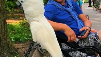 Какаду лает на собаку - смотреть видео (0:57)