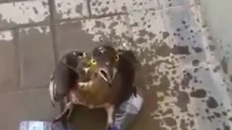 Когда перегрелся на солнце - смотреть видео (0:50)