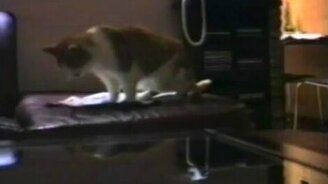 Смешная домашняя подборка 38 - смотреть видео (9:38)