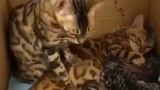 Отец года среди котов - смотреть видео (0:15)