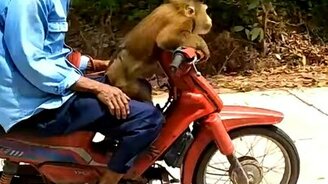 Обезьяна-водитель - смотреть видео (0:19)