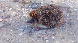 Спасение ёжика - смотреть видео (1:11)