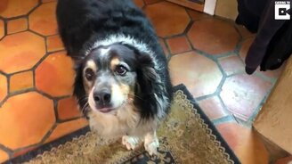 Собака-швейцар - смотреть видео (0:17)