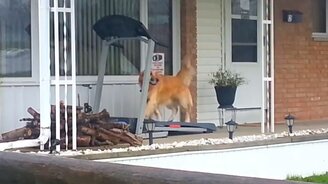 Когда охота на пробежку, но идёт дождь - смотреть видео (0:10)