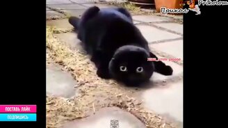 Смешное с подписями и без них - смотреть видео (7:10)